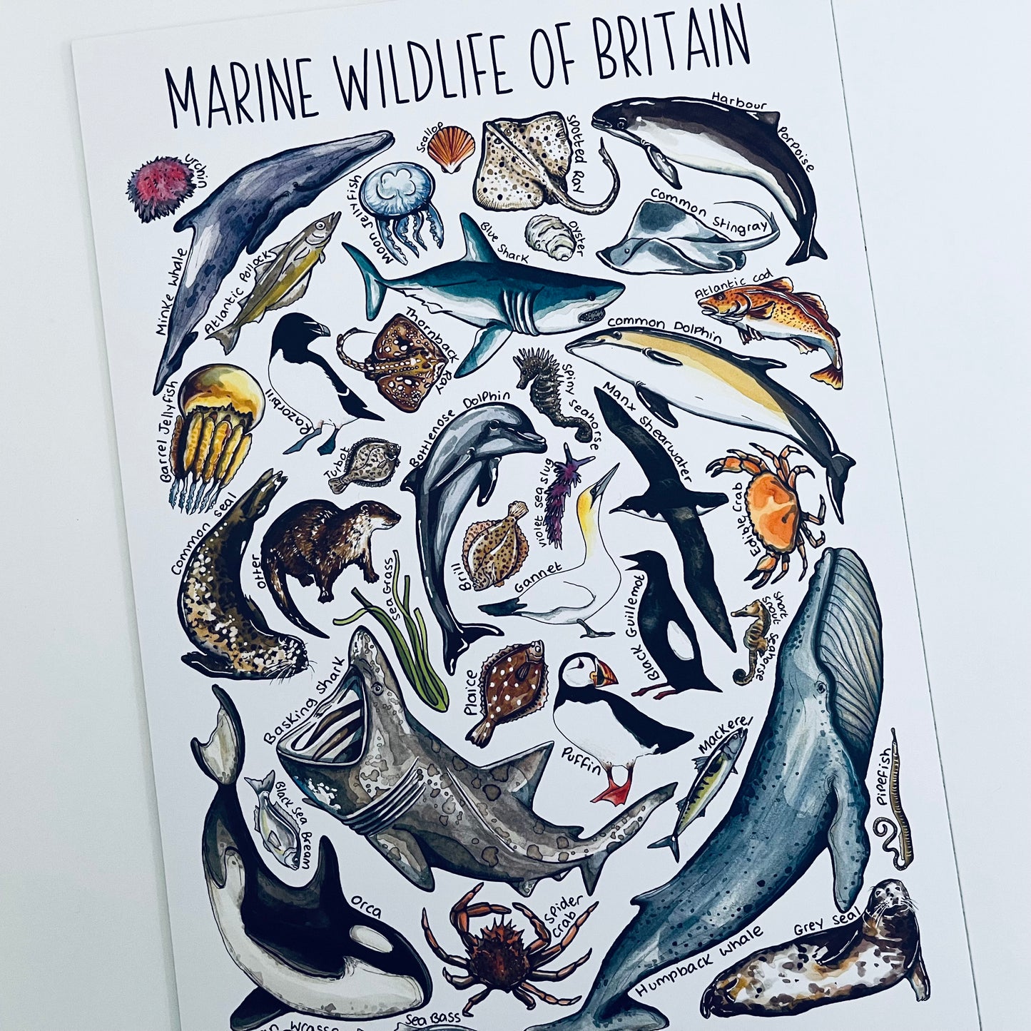 Marine Wildlife A4 Art Print + Card Gift Pairing